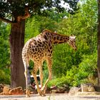 Giraffe im Zoo Hannover