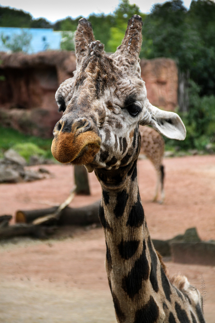 Giraffe im Zoo Hannover