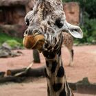 Giraffe im Zoo Hannover