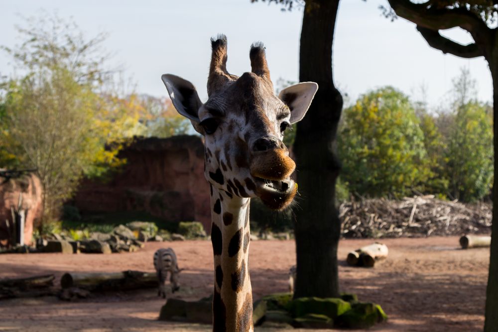 Giraffe im Zoo Hannover