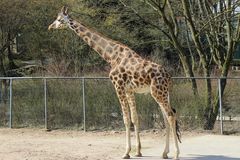 Giraffe im Zoo in Neunkirchen