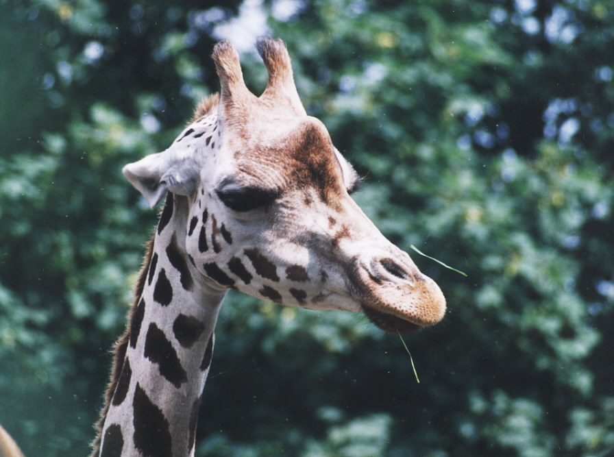 Giraffe im Zoo Leipzig