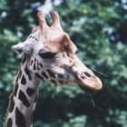 Giraffe im Zoo Leipzig