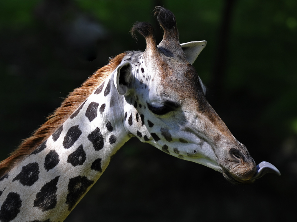 Giraffe im Zoo Schmiding am 03.08.2011