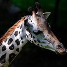 Giraffe im Zoo Schmiding am 03.08.2011