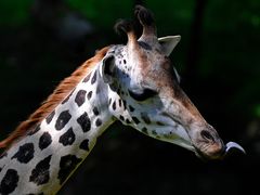 Giraffe im Zoo Schmiding am 03.08.2011