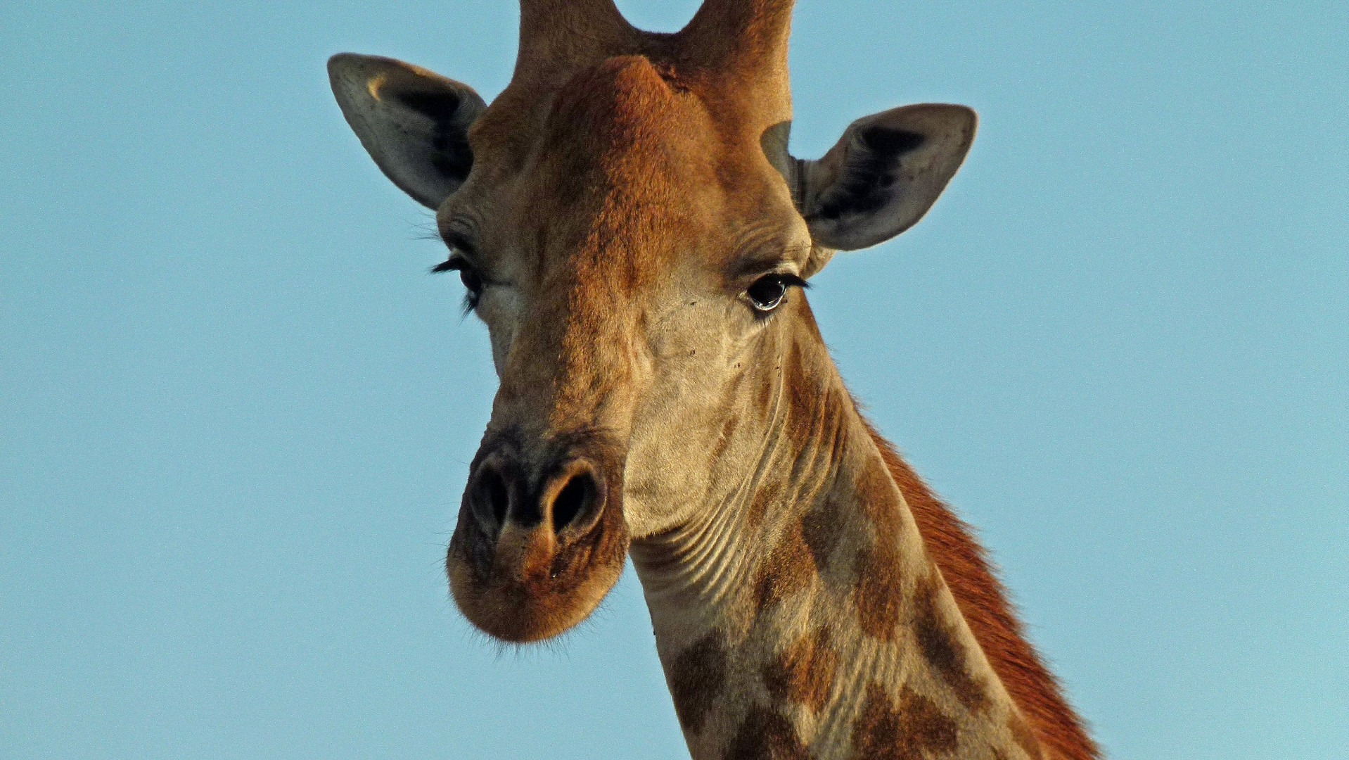 Giraffe in Afrika