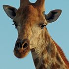 Giraffe in Afrika