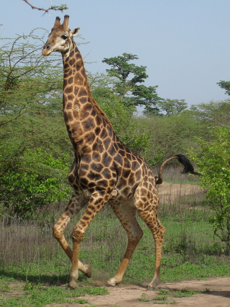 Giraffe in Aktion