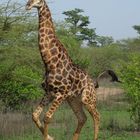 Giraffe in Aktion