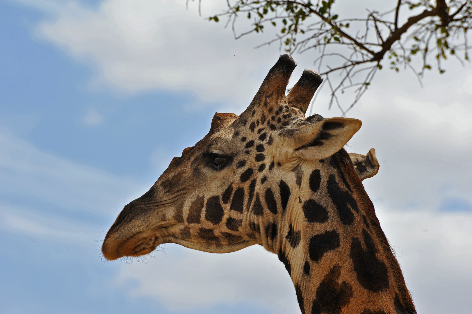 Giraffe in Beobachtung