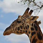 Giraffe in Beobachtung
