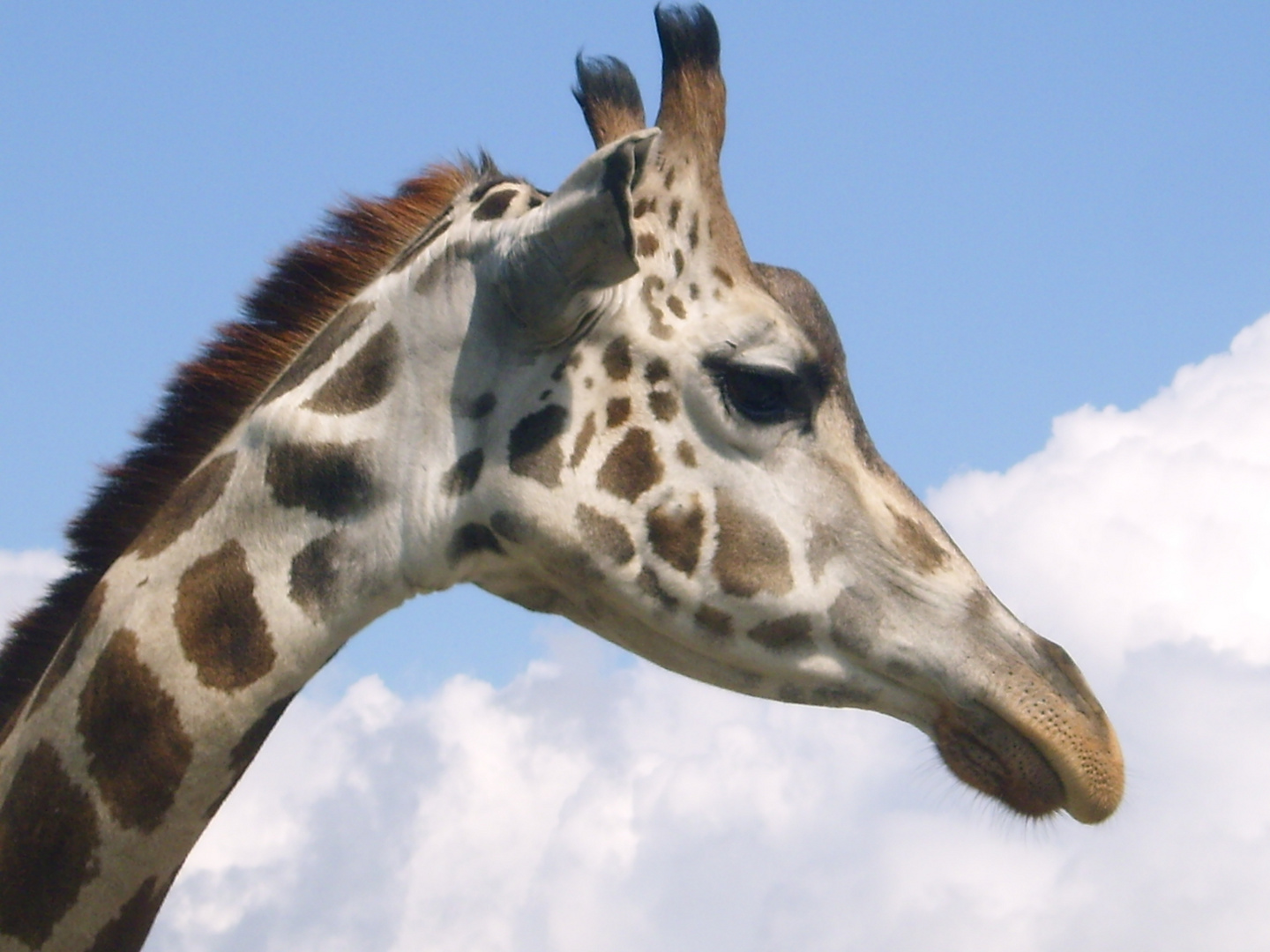 Giraffe in den Wolken