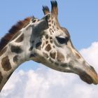 Giraffe in den Wolken