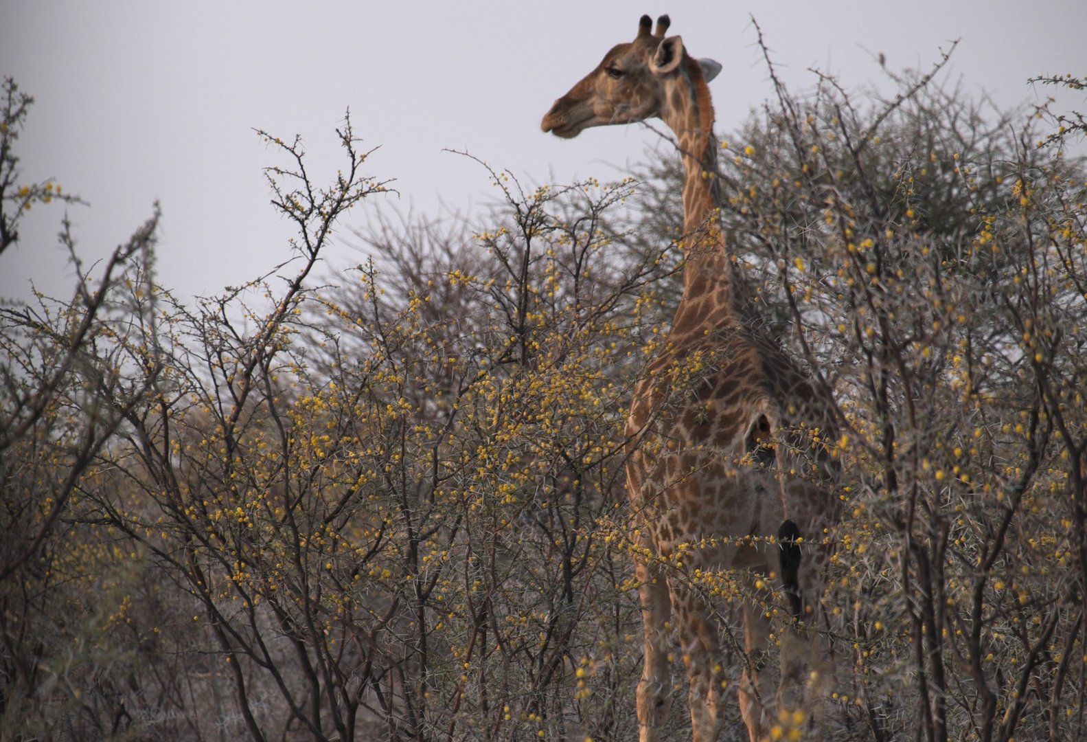 Giraffe in der Abendsonne