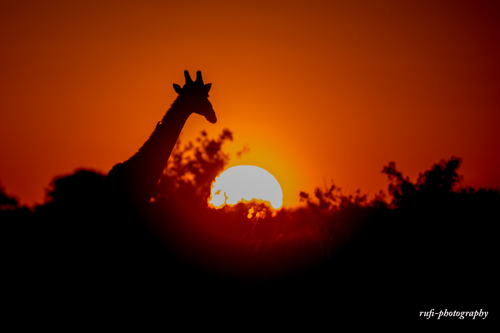 Giraffe in der Abendsonne