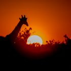 Giraffe in der Abendsonne
