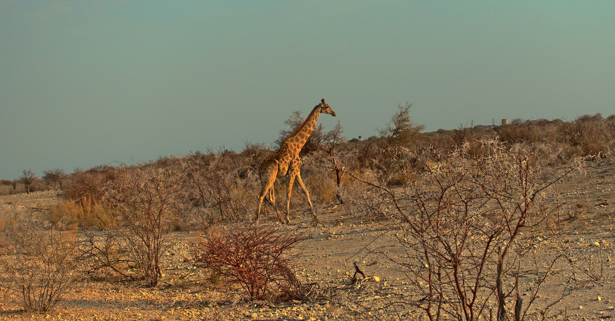 Giraffe in der Abendsonne