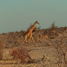 Giraffe in der Abendsonne