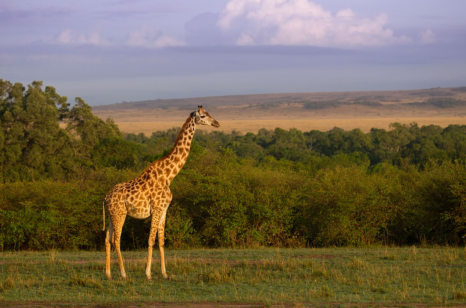 Giraffe in der Mara