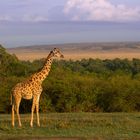 Giraffe in der Mara