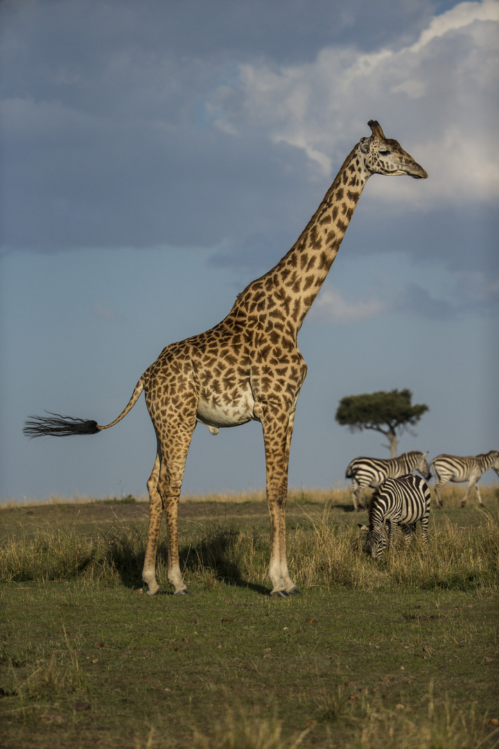 Giraffe in der Masai Mara