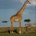 Giraffe in der Masai Mara