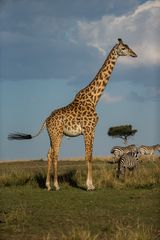 Giraffe in der Masai Mara