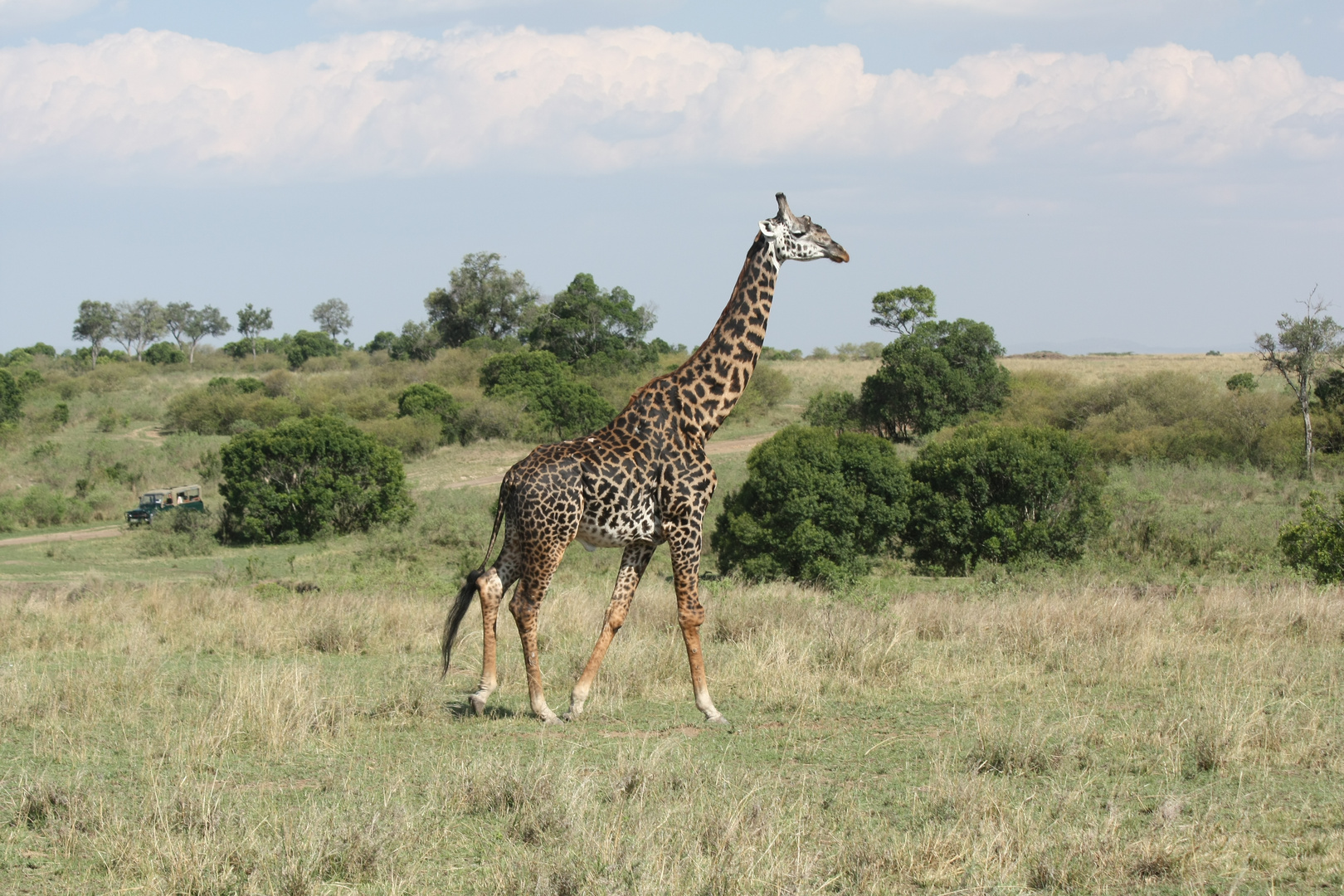 Giraffe in der Masai Mara