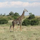 Giraffe in der Masai Mara