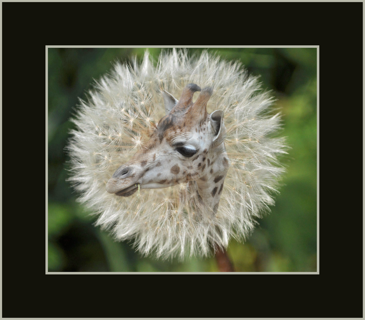 Giraffe in der Pusteblume