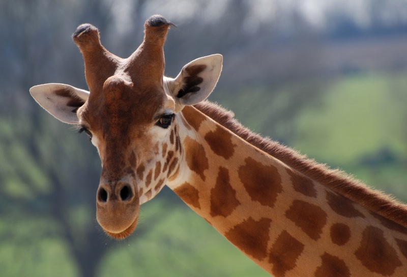 Giraffe in einem Zoo in der Normandie - Nikon D80 -