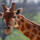 Giraffe in einem Zoo in der Normandie - Nikon D80 -