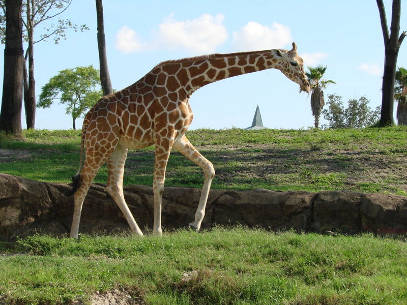 Giraffe in Florida