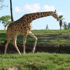 Giraffe in Florida