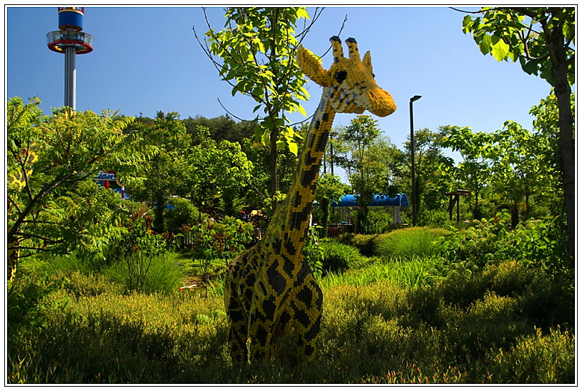 Giraffe in "freier Natur"