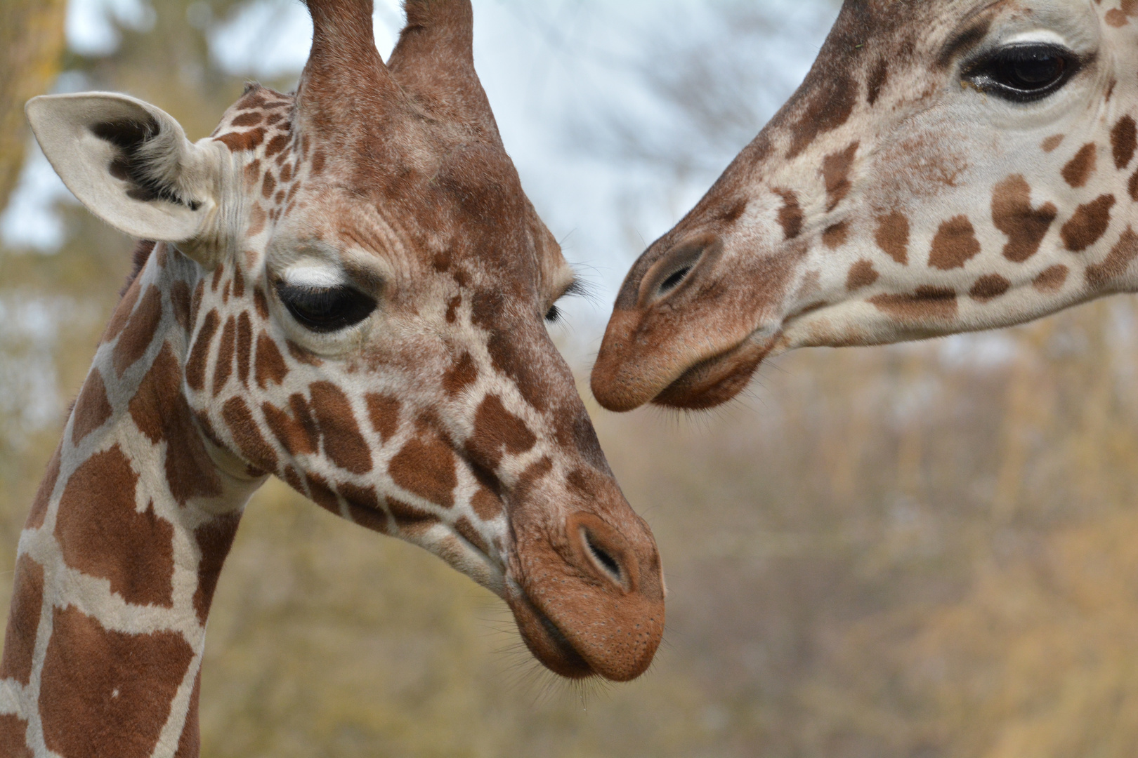 Giraffe in Hellabrunn