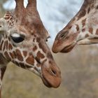 Giraffe in Hellabrunn