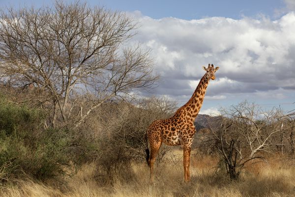 Giraffe in ihrer natürlichen Umgebung