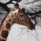 Giraffe in Kenia