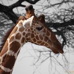 Giraffe in Kenia