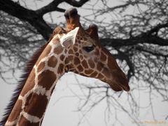 Giraffe in Kenia