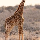 Giraffe in klein