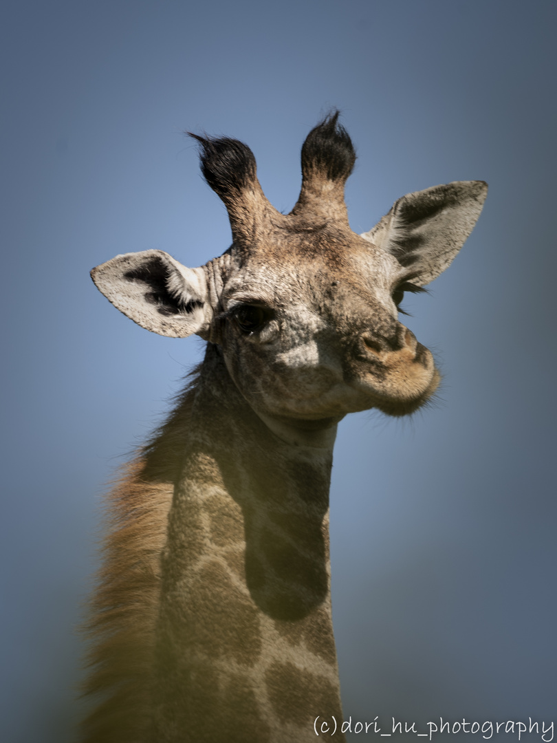 Giraffe in Kwazulu-Natal, Südafrika 