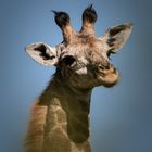 Giraffe in Kwazulu-Natal, Südafrika 