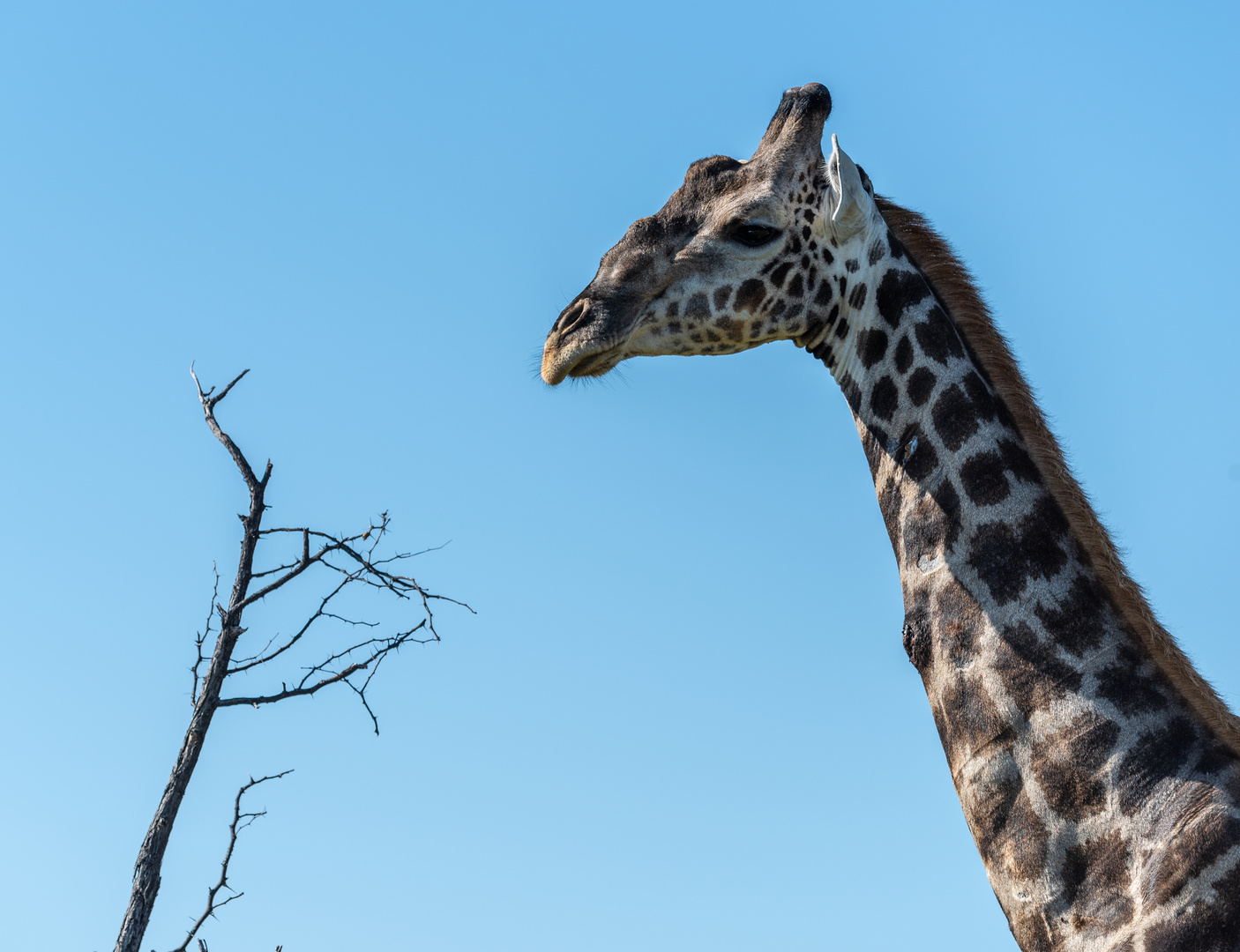 Giraffe in Nahaufnahme