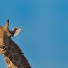 giraffe in namibia