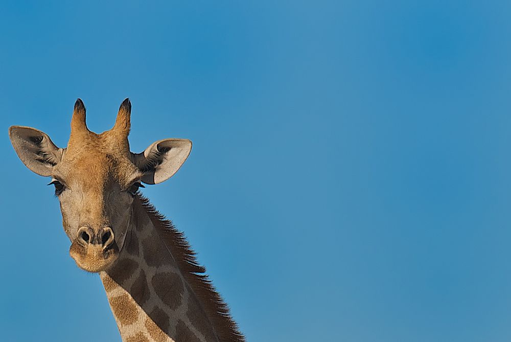 giraffe in namibia
