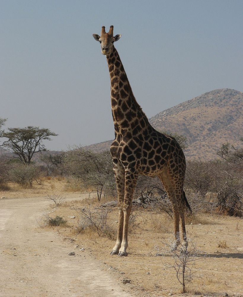 Giraffe in Namibia von Nicola Heins 