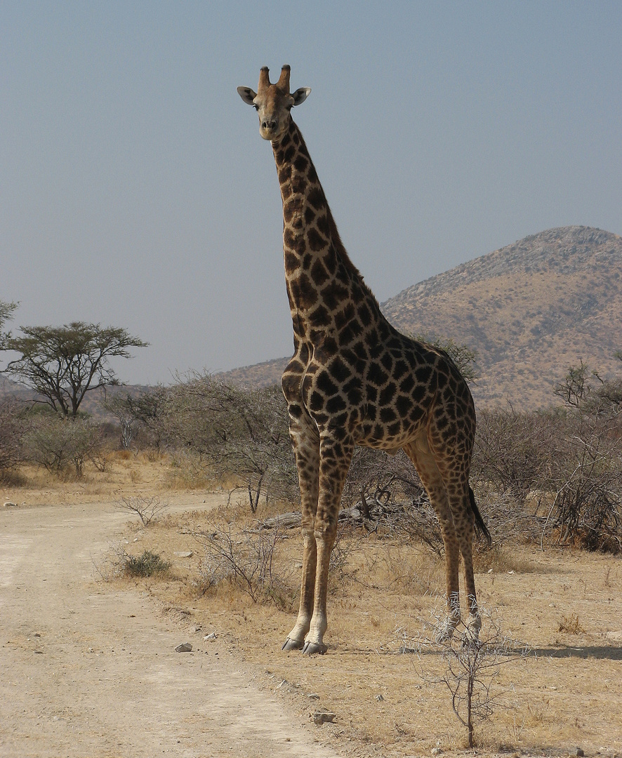 Giraffe in Namibia